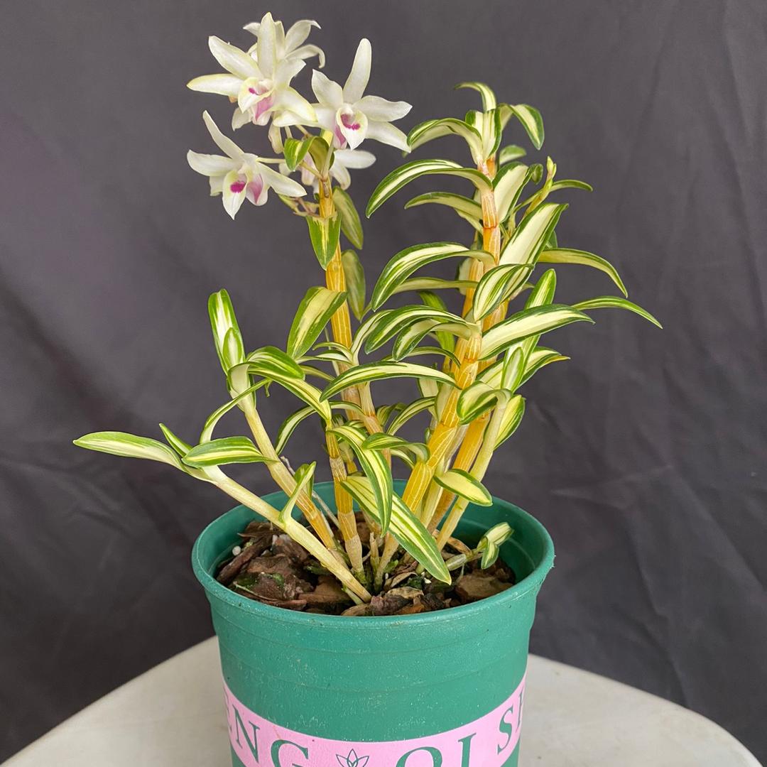 花之城绿植管家