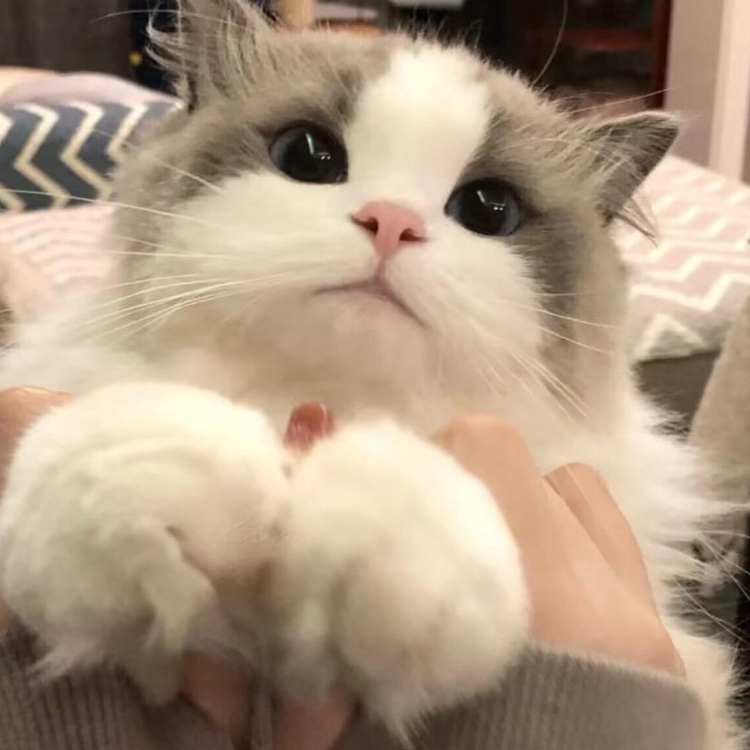 Petal_
