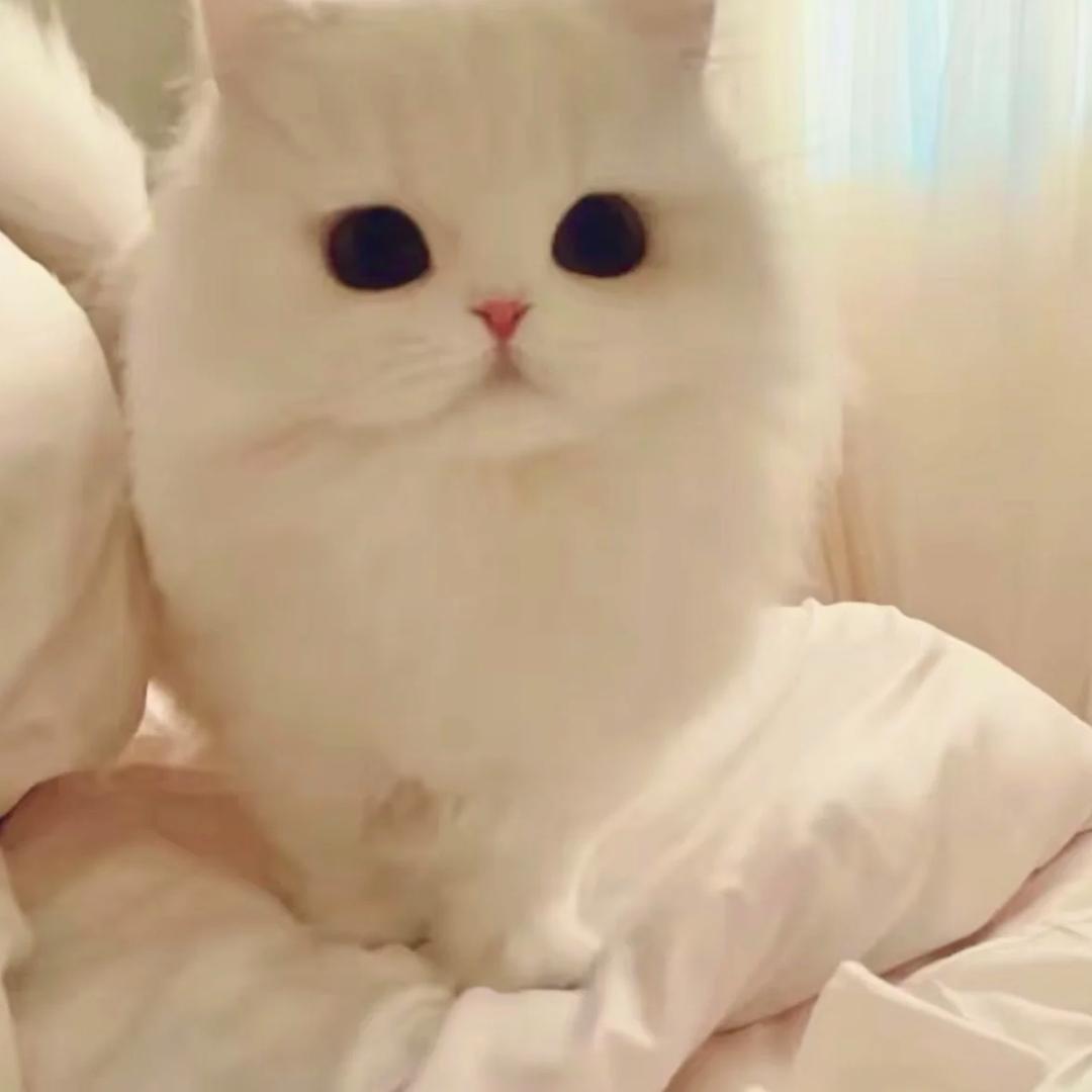 小面包.