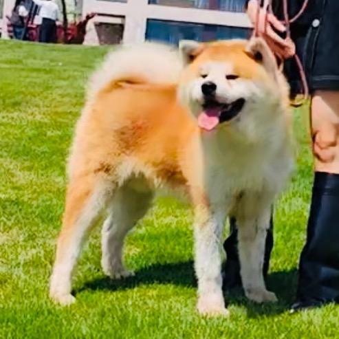 唐山🇨🇳昌旭秋田犬 柴犬