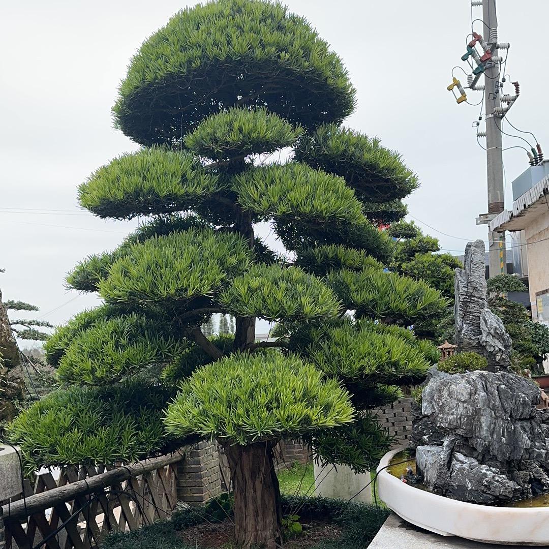 鱼七秒花卉