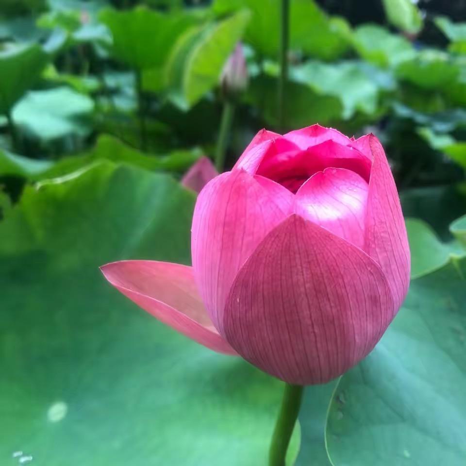 厌学普女
