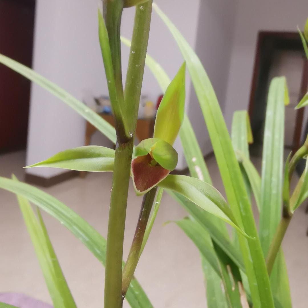 林园花卉