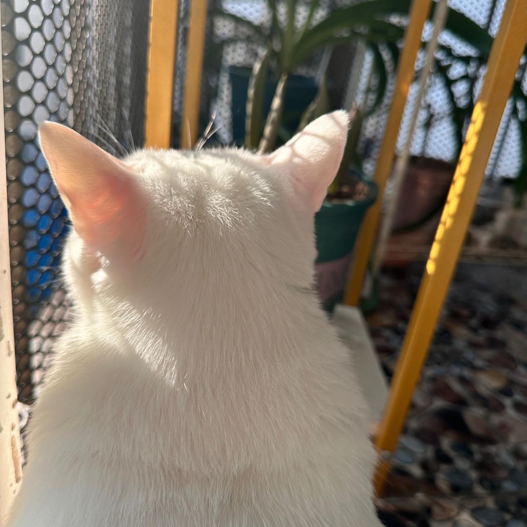 闹闹和肥花