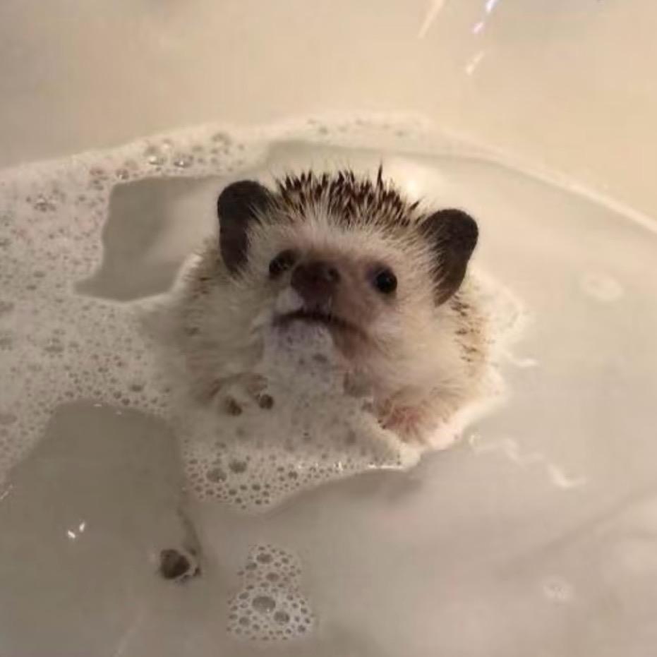 cccc