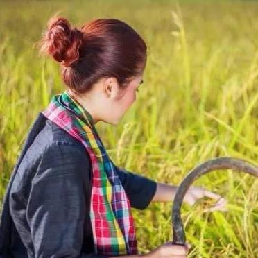 七婶家500亩甘蔗