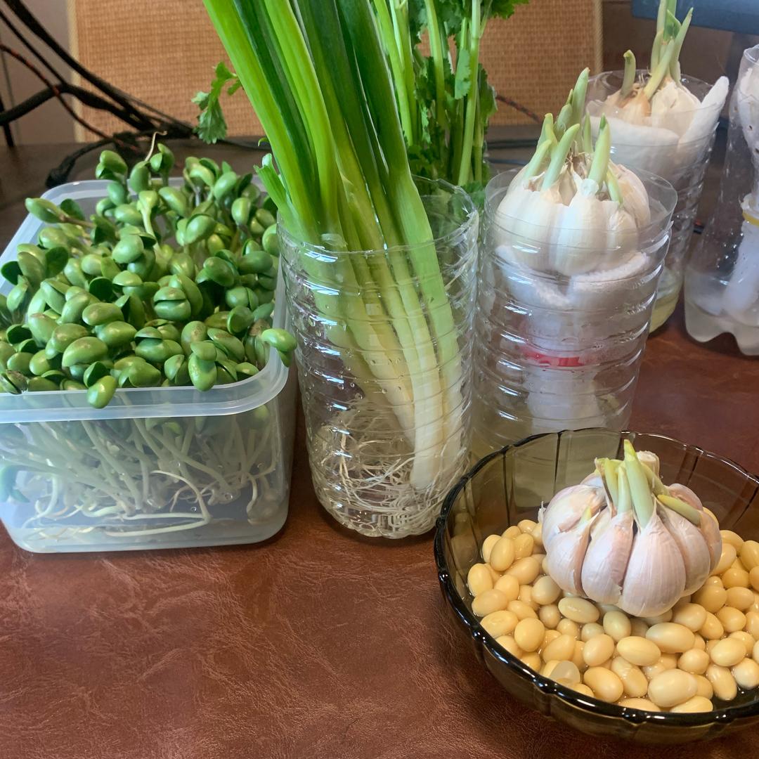 张老师讲水培