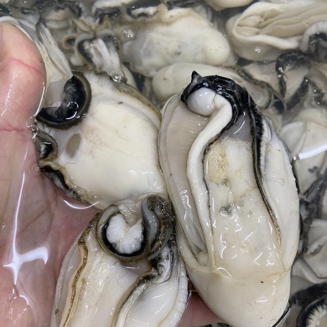 台山生蚝零售批发