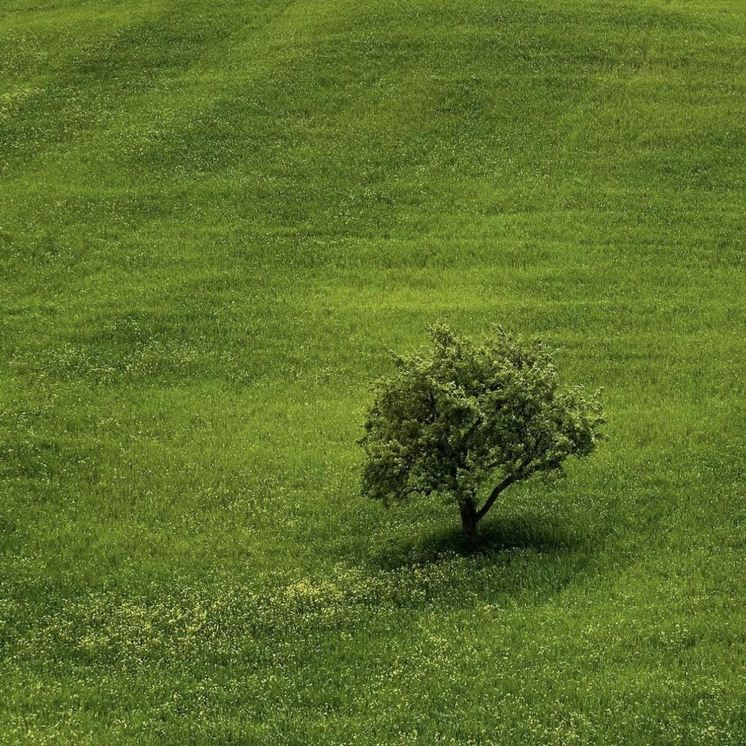 名辉酒业推荐西凤绿脖子