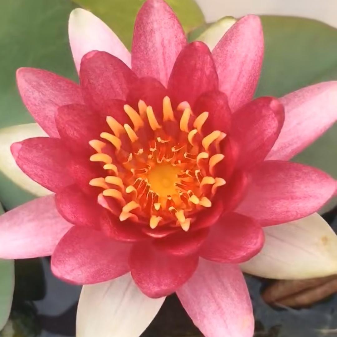 遇见🍒莆田人在印尼🇮🇩