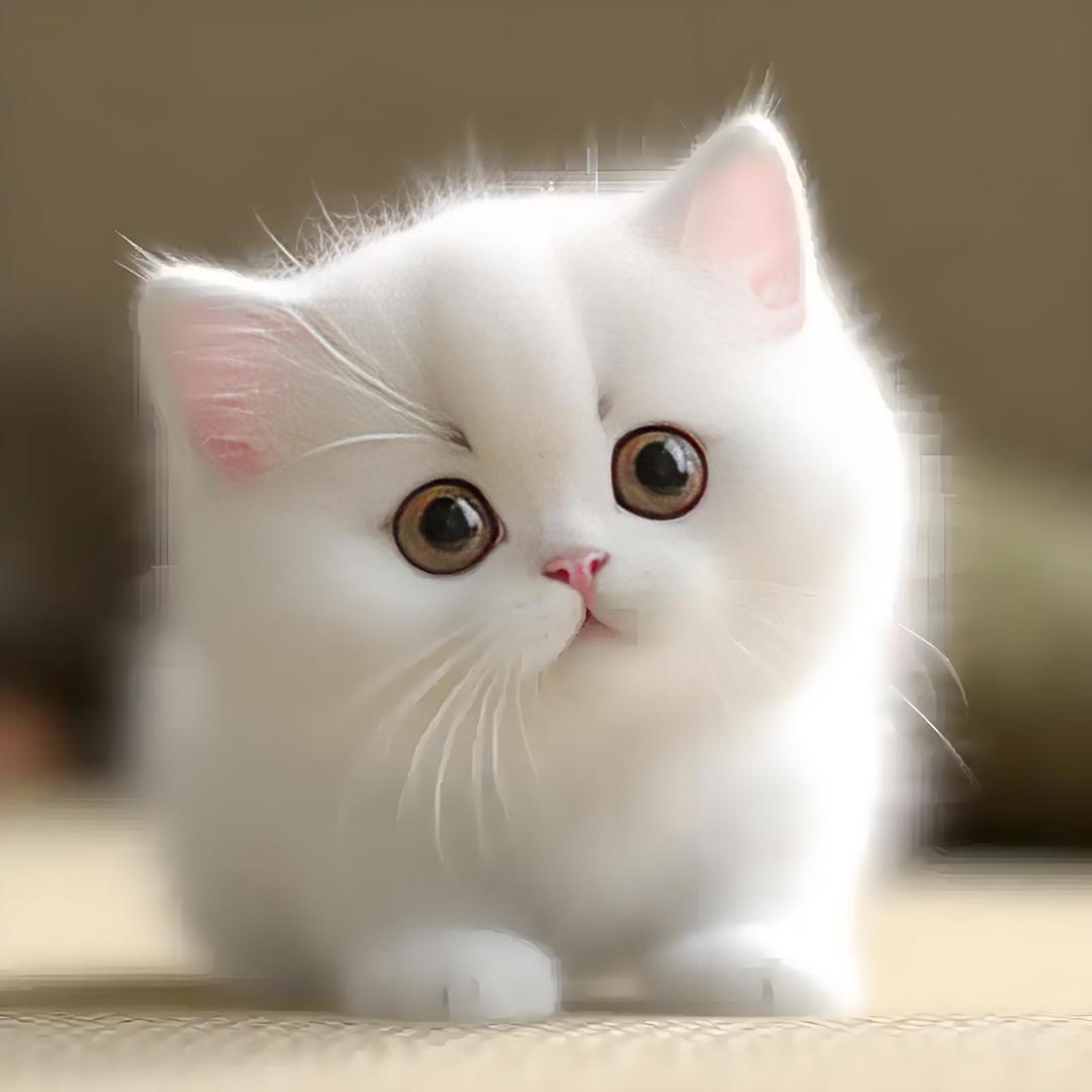 猫圆狗润(宠物猫品相鉴定)