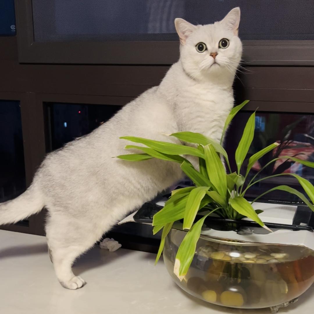 馒头爱生气
