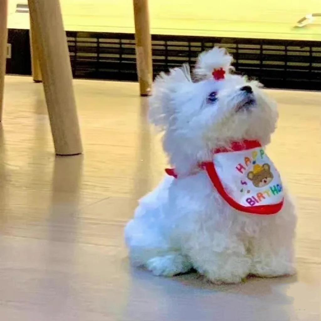 吃鸡蛋不吃鸡蛋黄