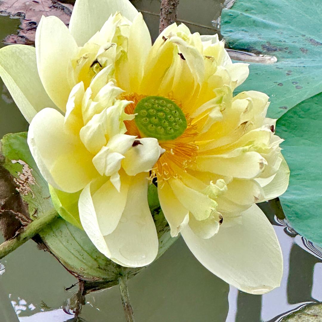风云淡