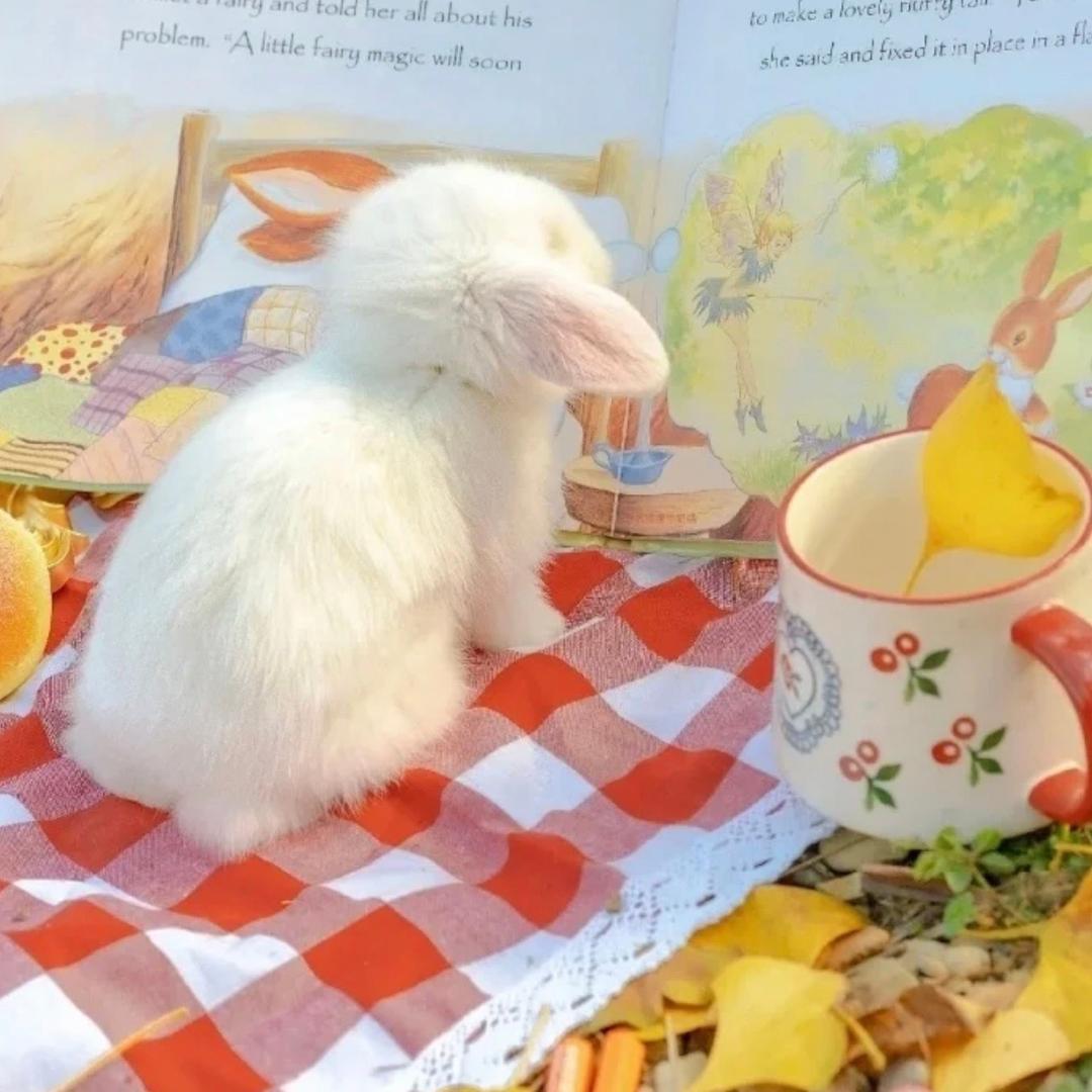 🐰Z.