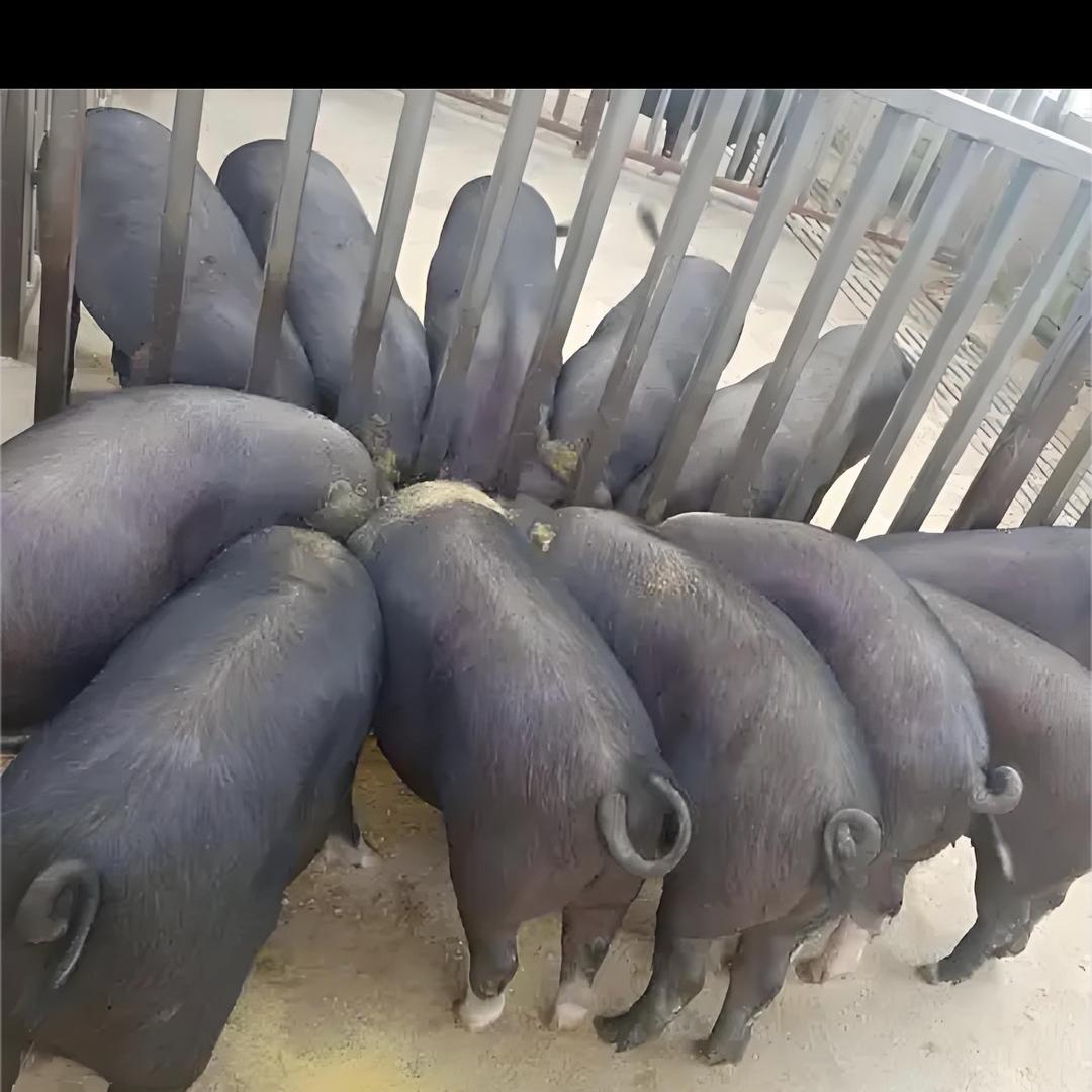 大嫂养殖场
