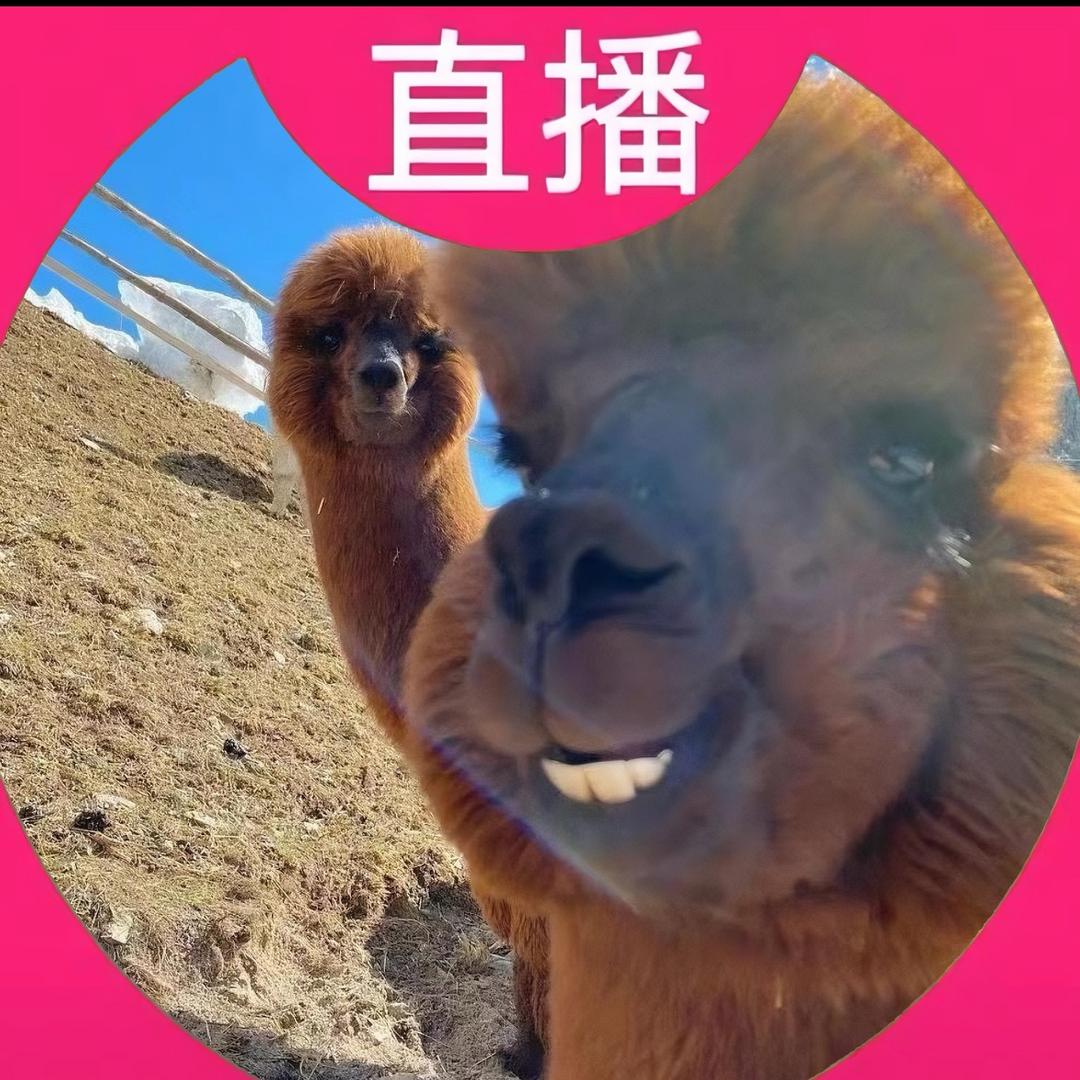 羊驼公主（超级暴富）