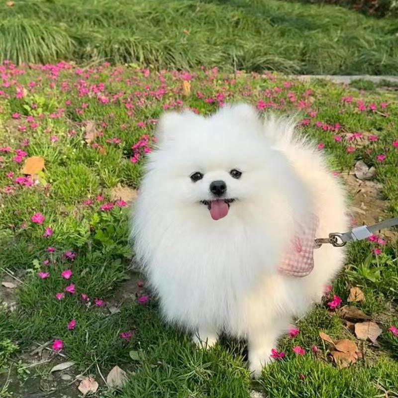 大小娜金刚萌宠