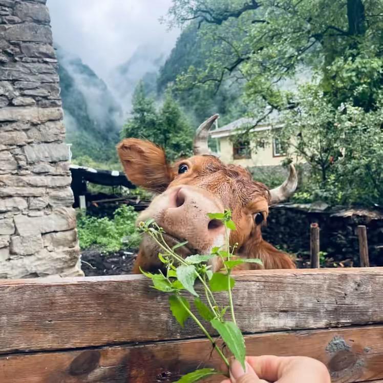 南岗张小虎黄牛肉（每天新鲜现宰）