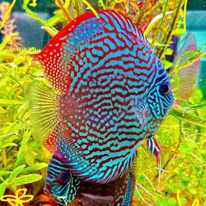 一支梅花压海棠