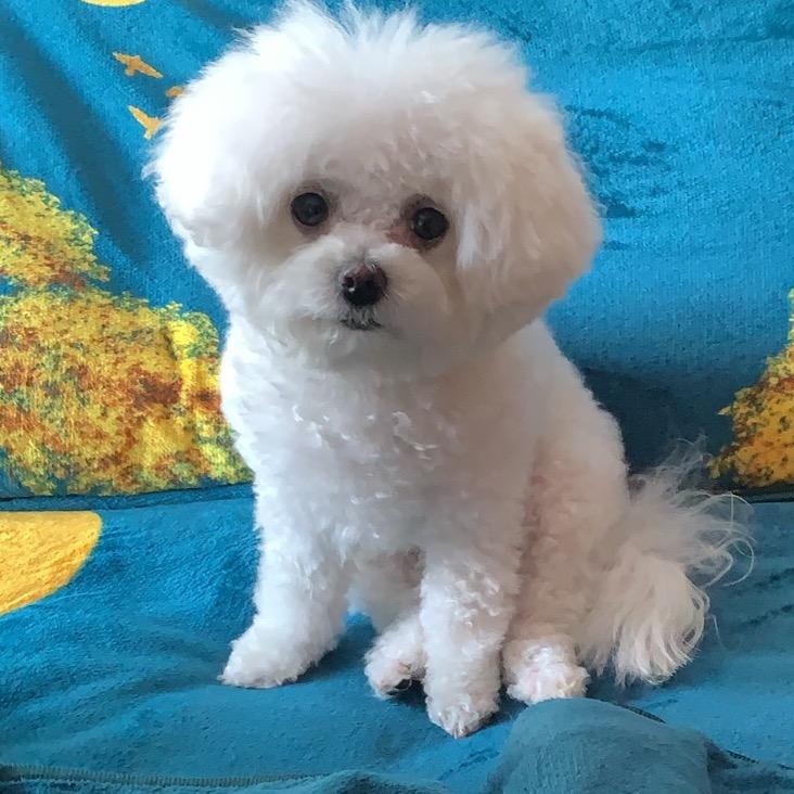 奶豆的幸福生活