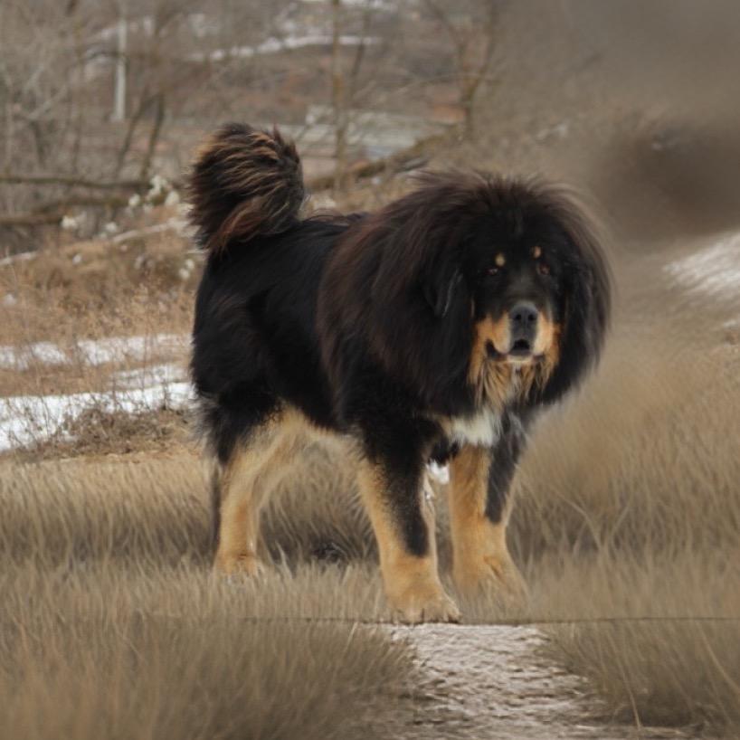 远去的藏地山狗部落