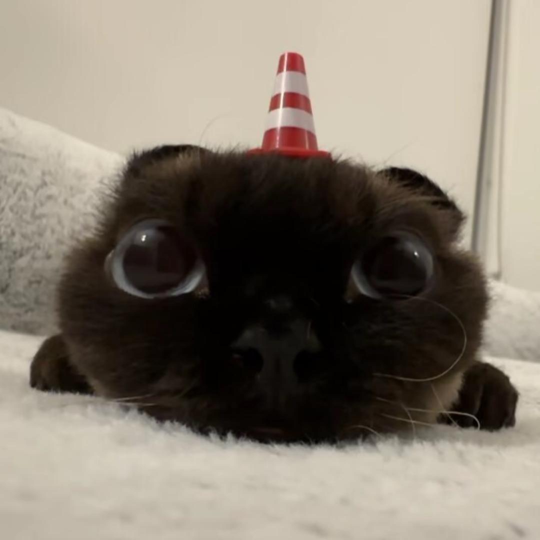 赵