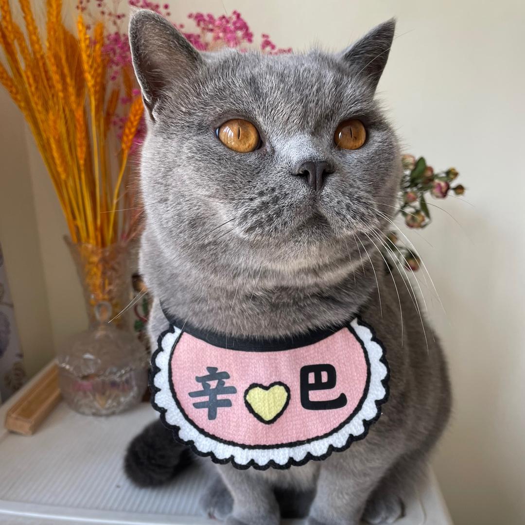 蓝猫辛巴