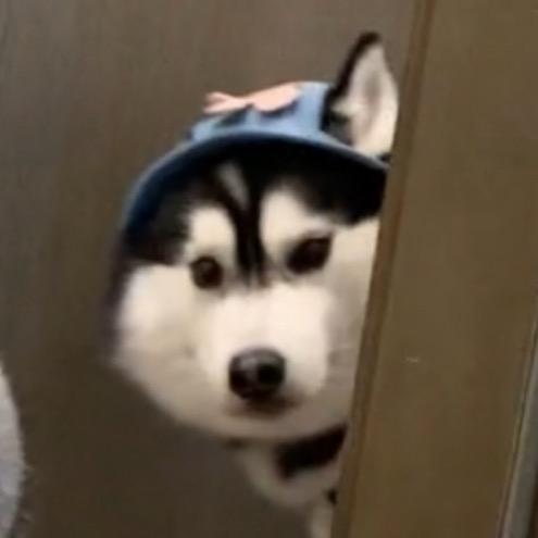 桃桃沙