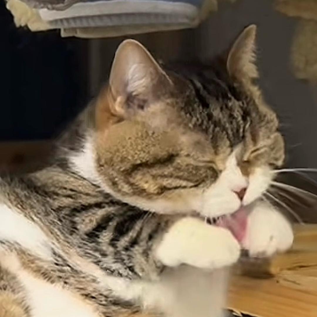 猛踹瘸子那条好腿2.0版