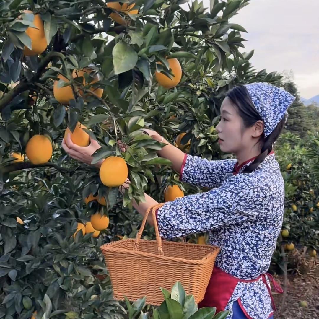 赣南脐橙🍊（CC）