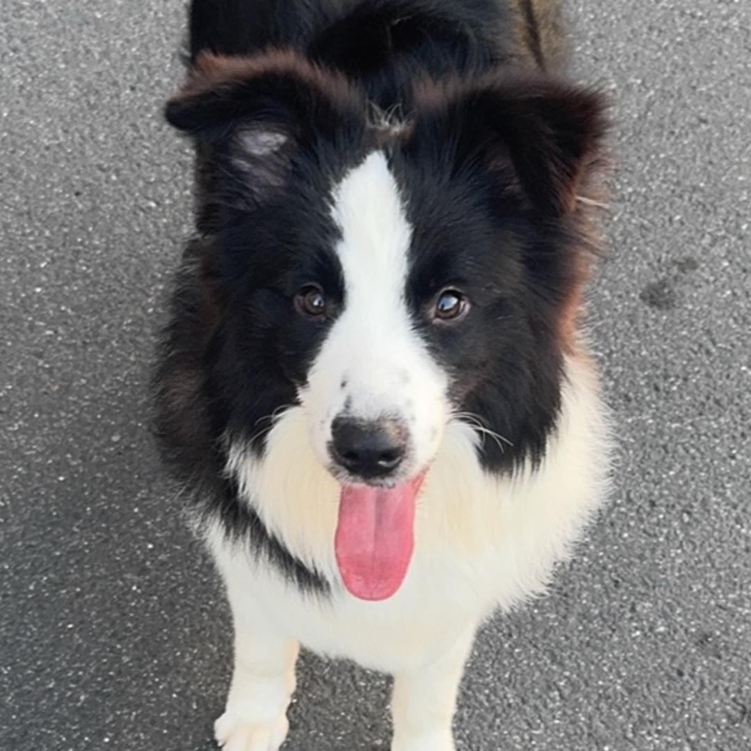 乖巧边牧豆豆DoDo