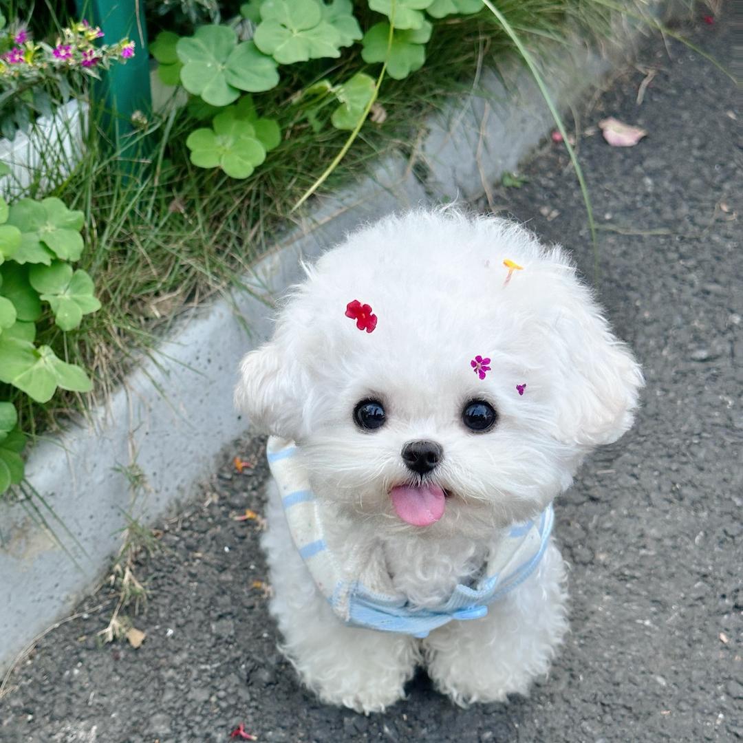 四小福犬业直播2⃣️号