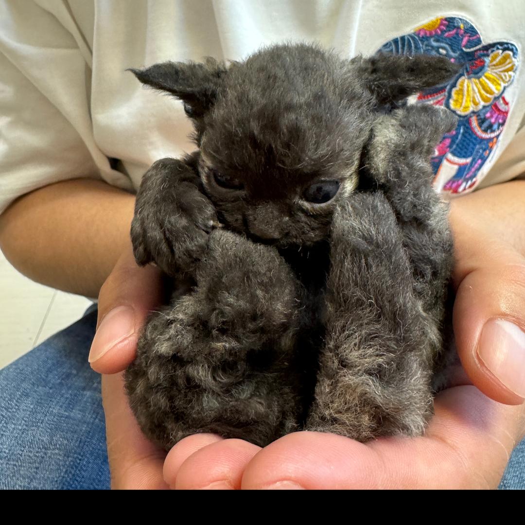 L&L家德文卷毛猫