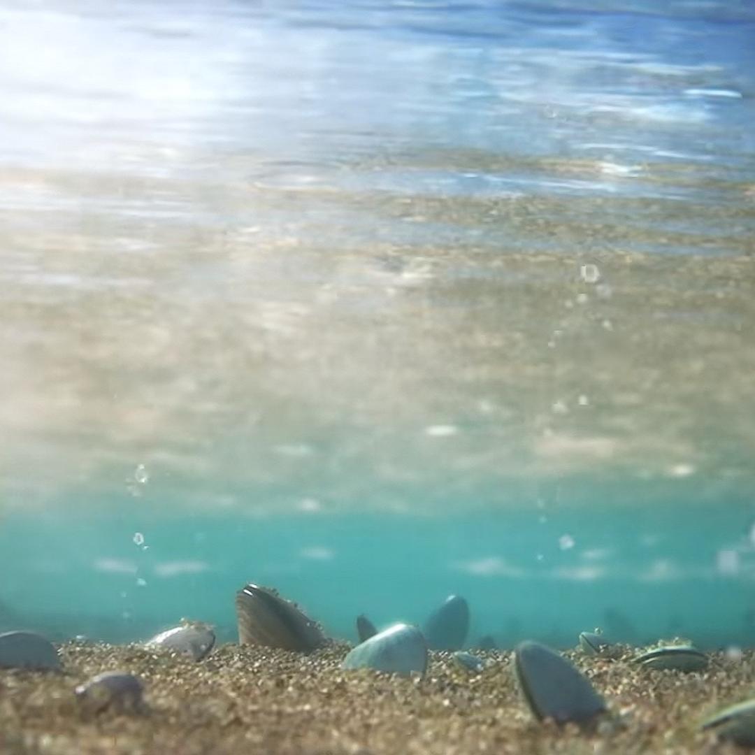 水中漫步的寄居蟹