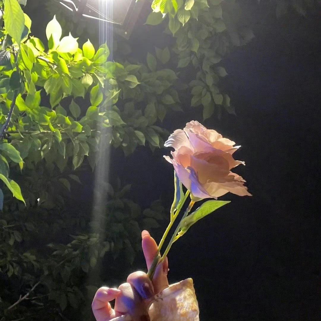 春天的花朵🌼