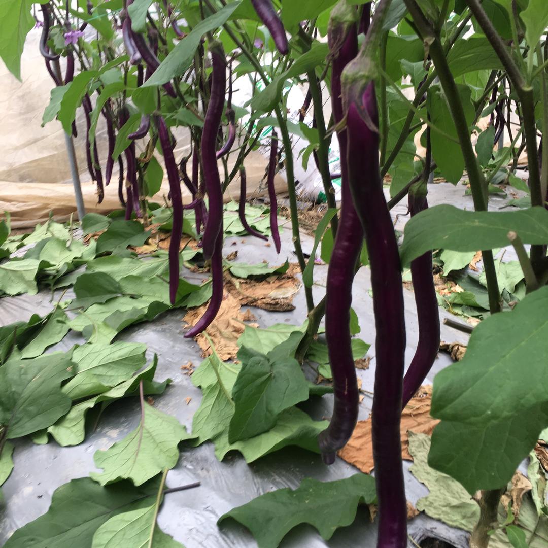 🌈🐉笑看人生