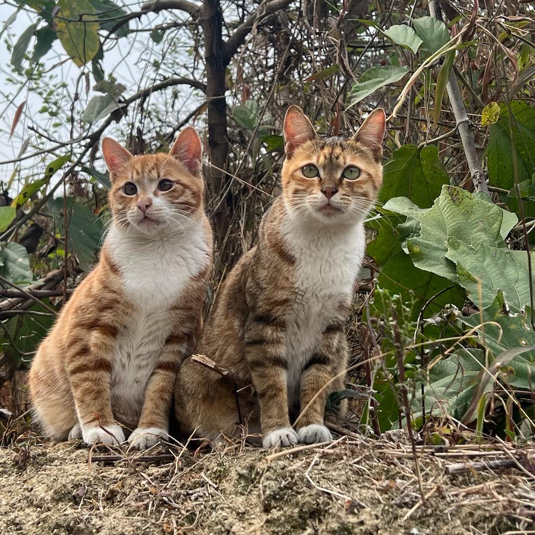 两只狸花猫