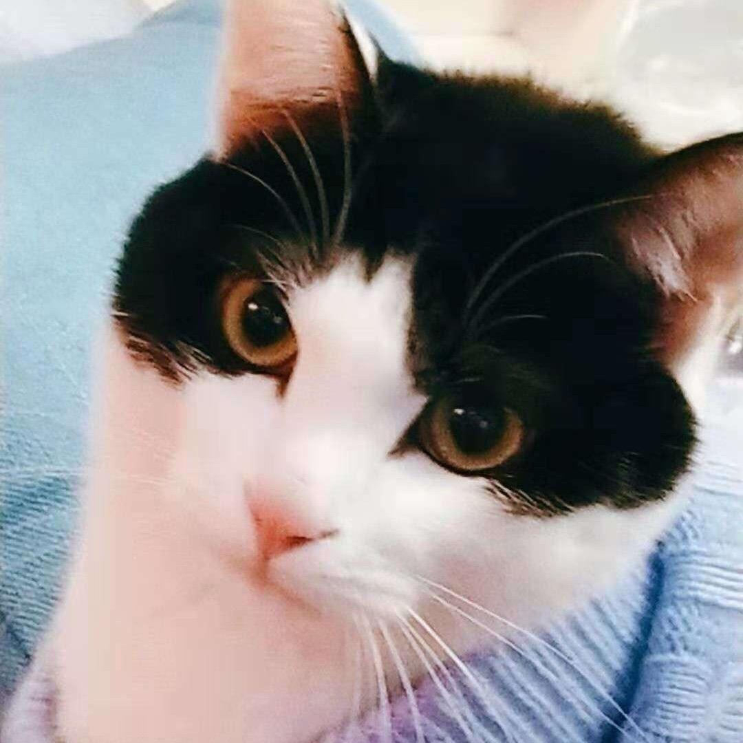 小咪是只贪吃喵