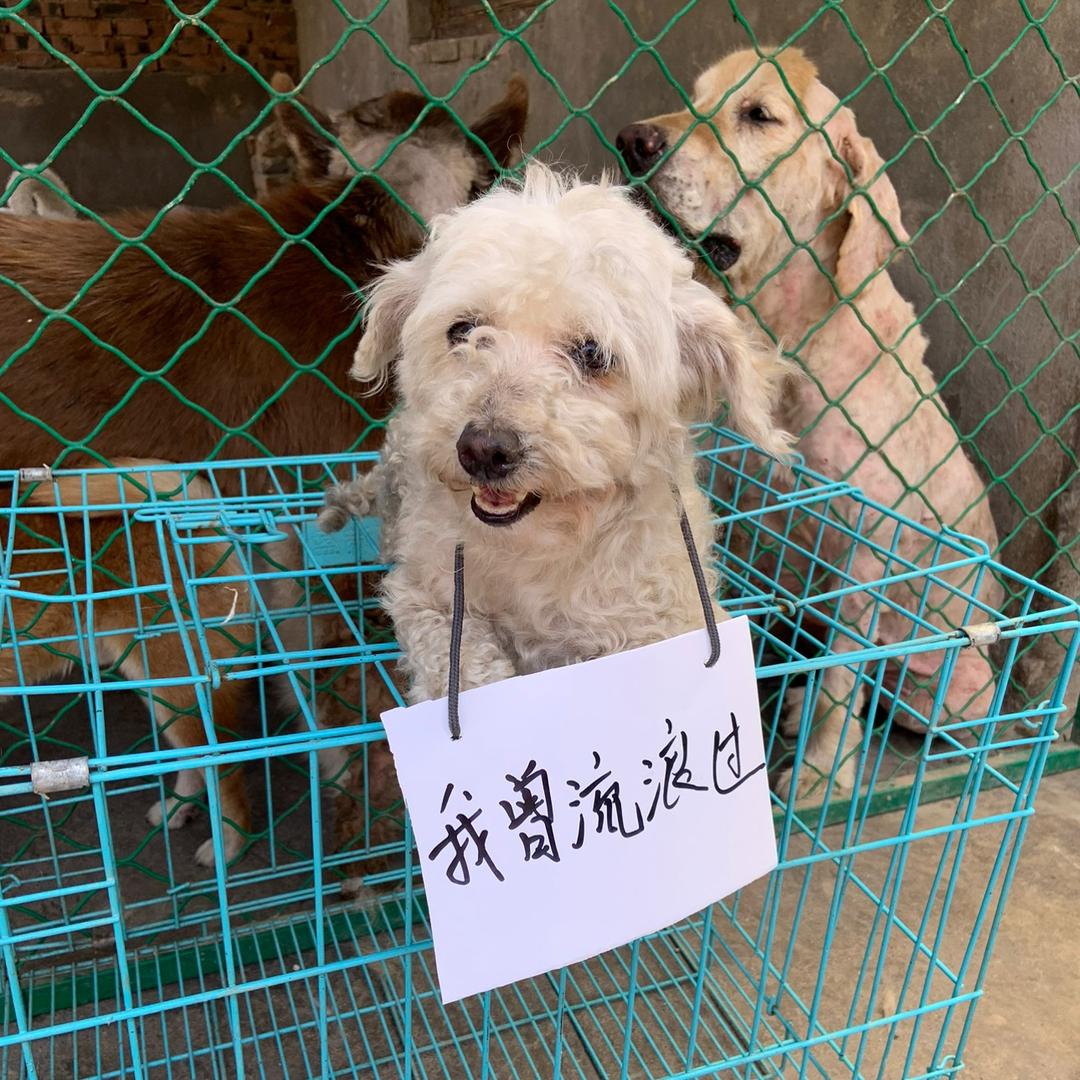关爱动物