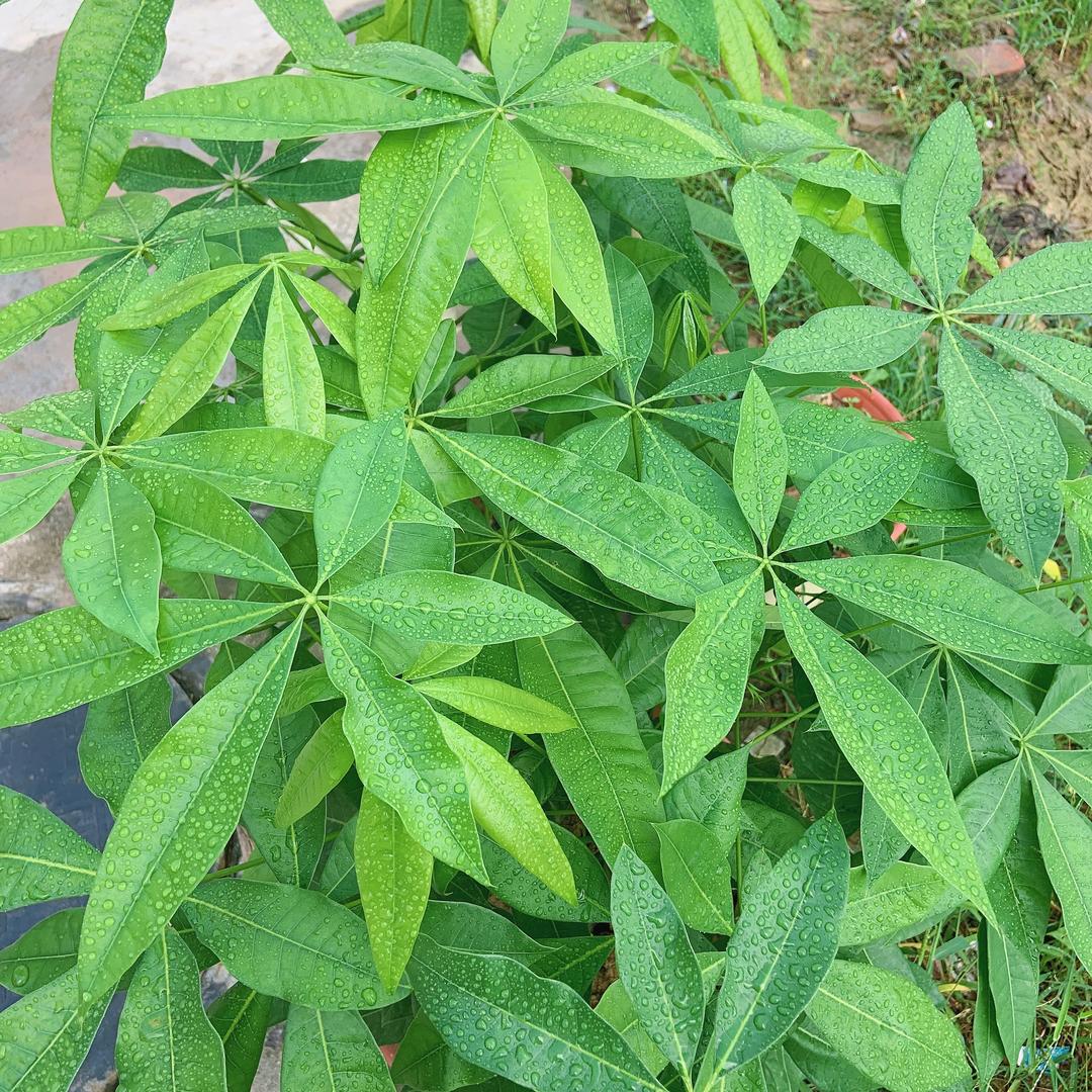 樱花树