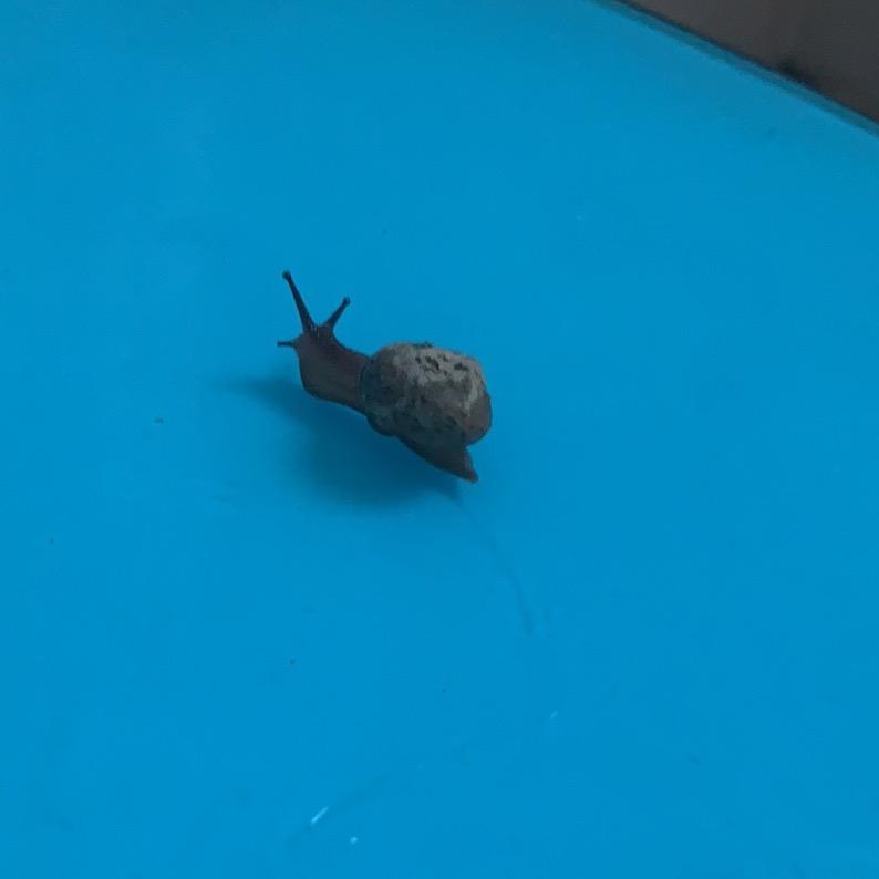 爱吃鱼的淘淘🍑