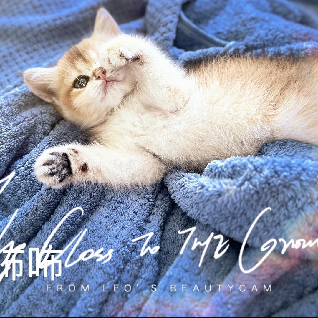 我想我是海头像