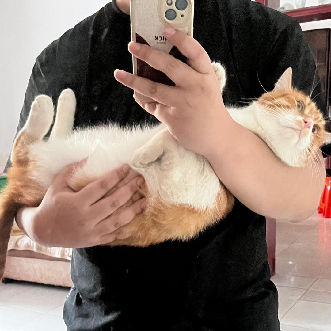 嗦一口鱼丸