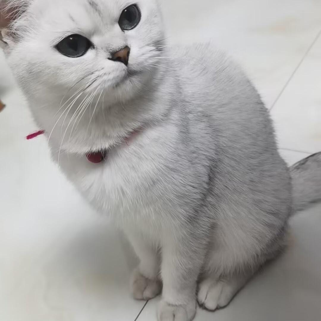 兮贝蓝珀自然居