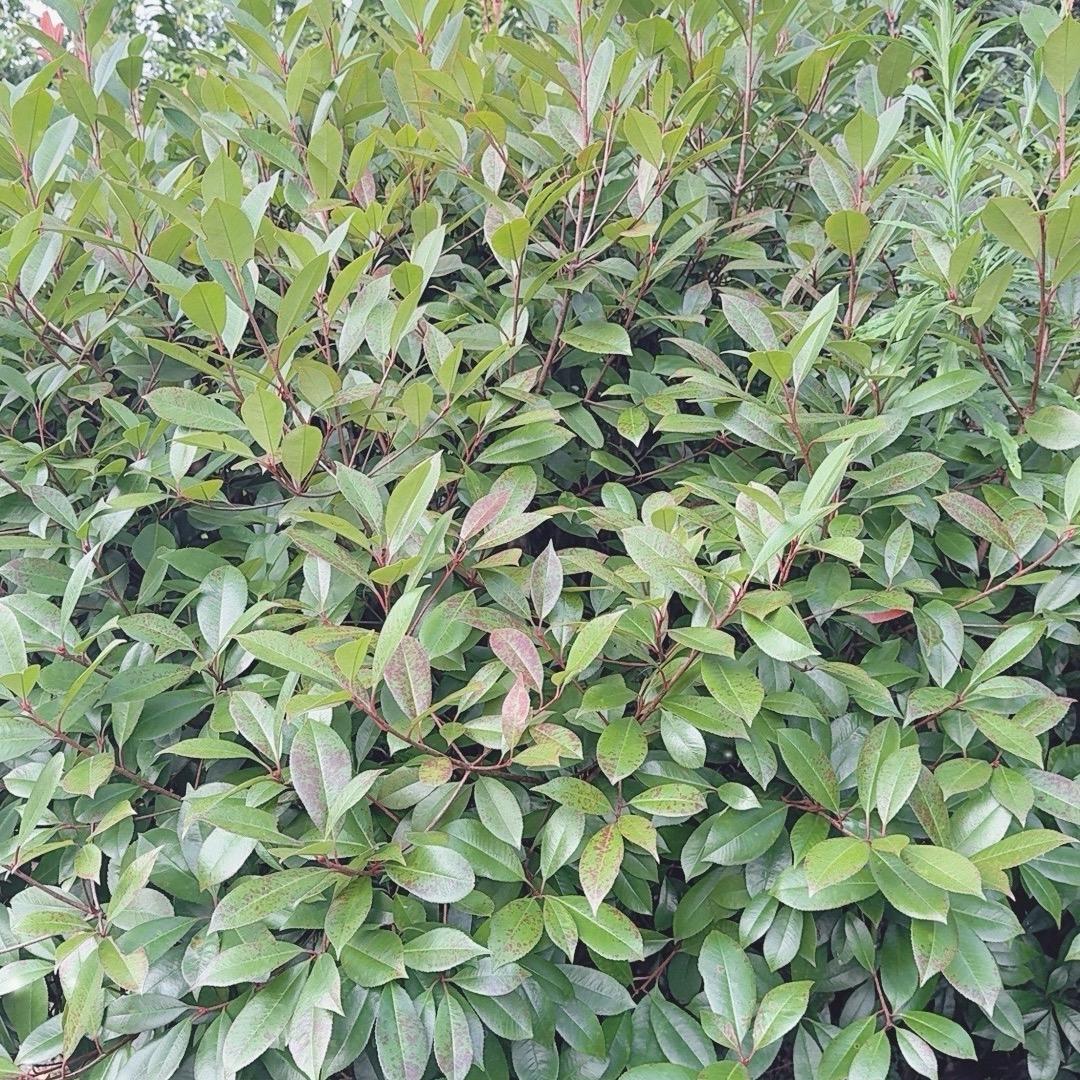 小洋洋