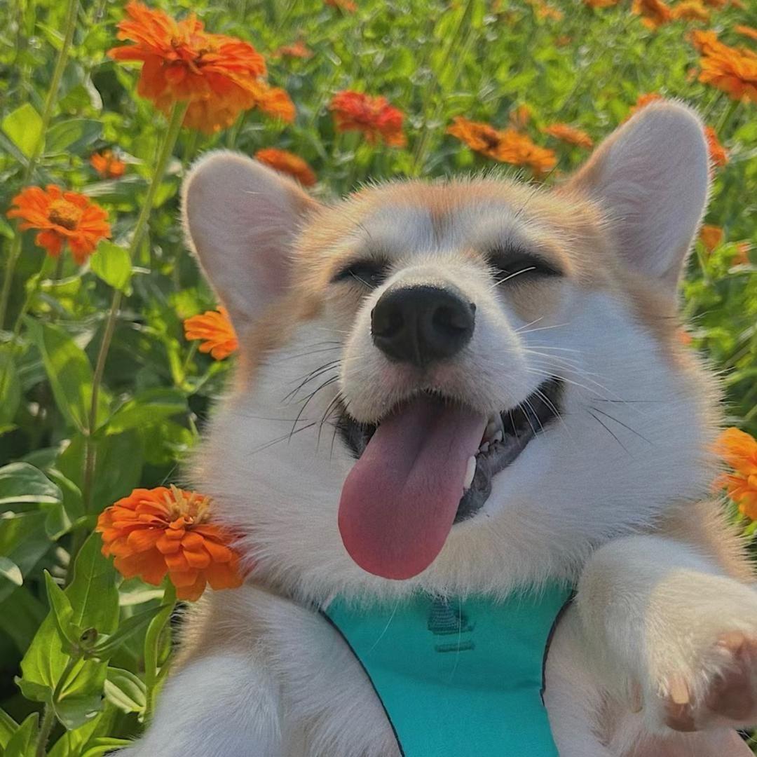 铭哥柯基犬舍（铭哥直播小号）