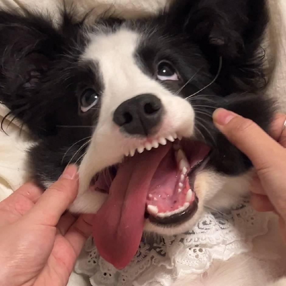 尿尿鱼很哇塞