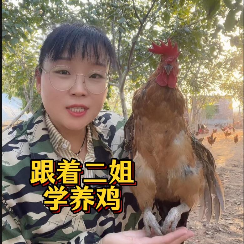 二姐聊养鸡