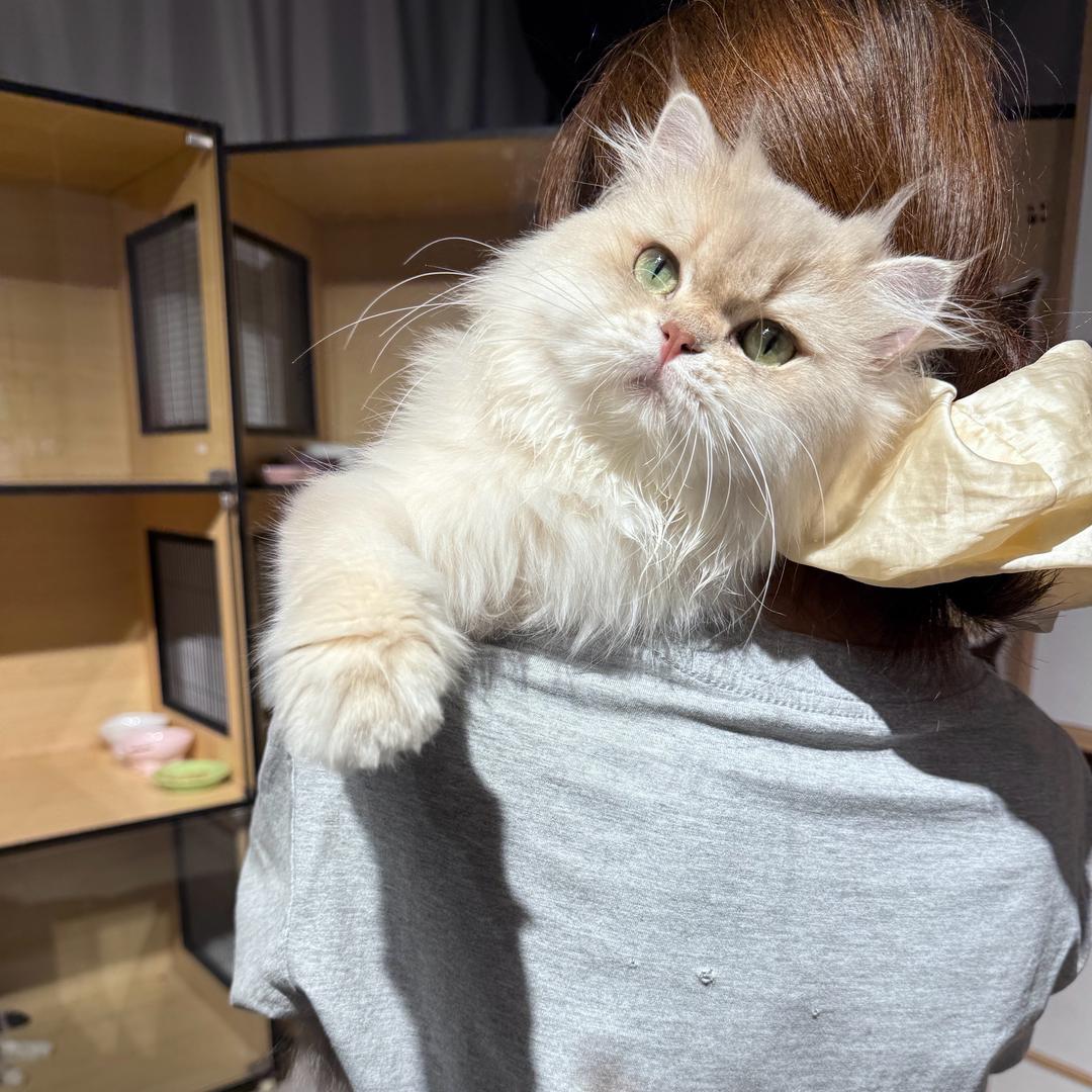 蒙蒙家的渐层直播号